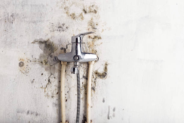Best DIY Mold Remediation Support Services in San Miguel, CA