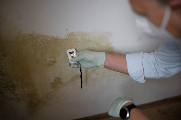 Best Insurance-Related Mold Remediation in San Miguel, CA