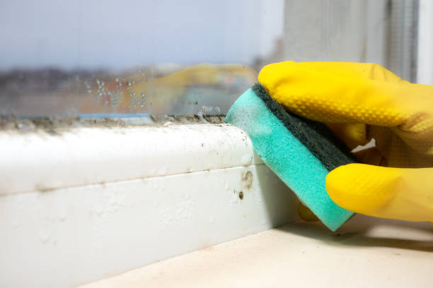 Best Black Mold Remediation in San Miguel, CA