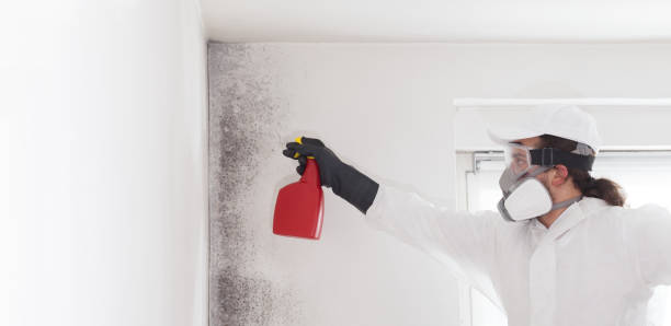 Best Mold Testing and Inspection Services in San Miguel, CA