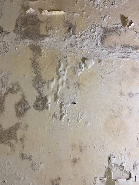 Best Mold Remediation for Specific Building Types in San Miguel, CA
